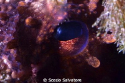 occhio by Scozio Salvatore 